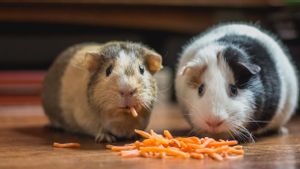 11 Hewan Terinfeksi COVID-19, Hong Kong Perintahkan Pemusnahan 2.000 Hamster