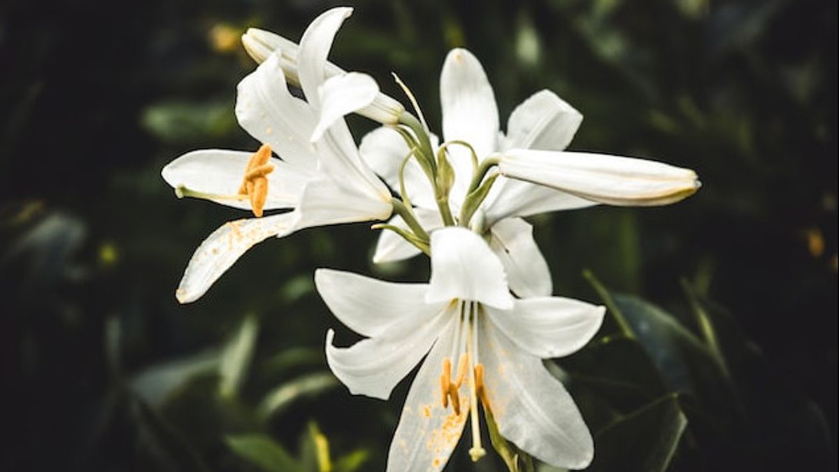 Tips Memelihara Bunga Easter Lily agar Tumbuh Mekar dan Subur