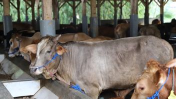 76 من الماشية في غاروت تموت، و1,749 شخصا انتشلوا من مرض الحمى القلاعية