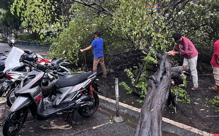 Tertiup Angin Saat Hujan Deras, Pohon Besar di Samping Polres Metro Jaksel Tumbang