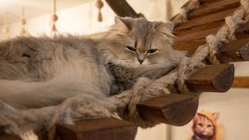 狗等中间猫吸食的10个原因,一次性吞食病