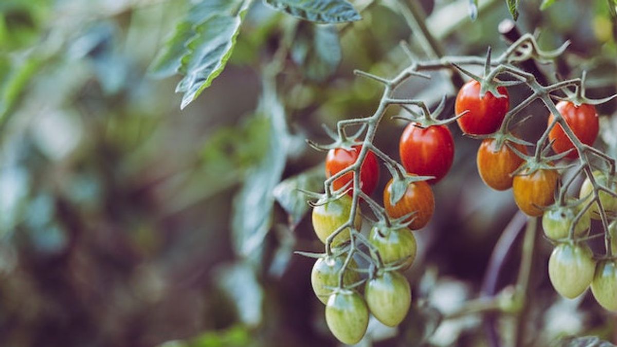トマト植物は実を結ばない?5 この要因が原因である可能性があります