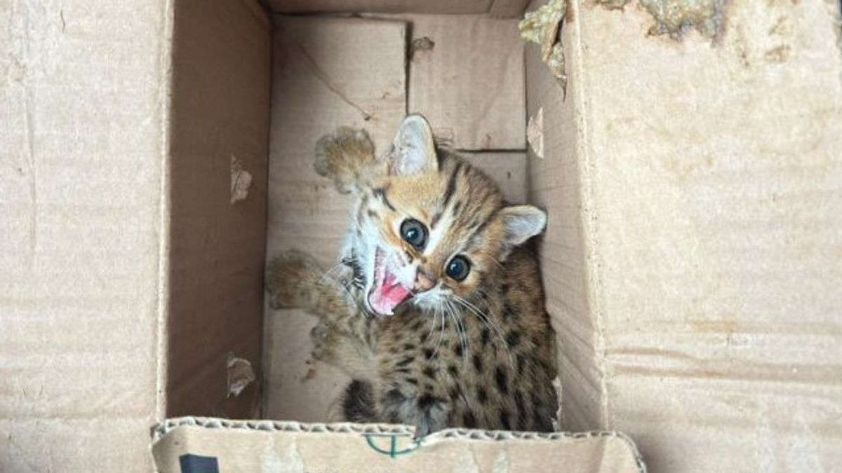 保護された動物はバッグに詰められ、ケムトゥットはマゲランで加害者を逮捕