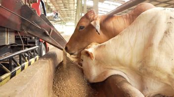 جاكرتا - قبل عيد الأضحى المبارك لعام 2024 ، أفادت التقارير أن الأبقار المضحية في شرق جاكرتا تشير إليها FMD