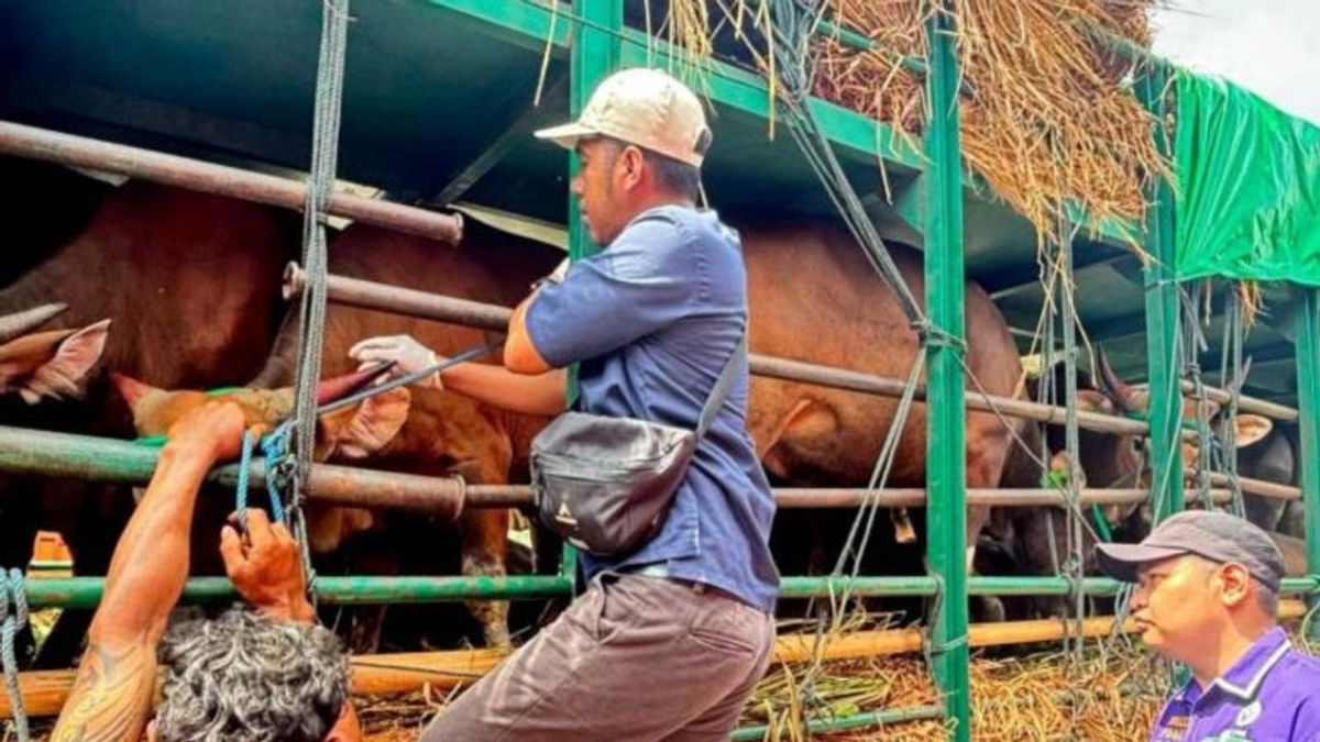 NTB Quarantine Center Tightens Traffic Supervision Of Sacrificial Cows