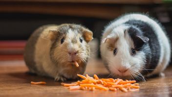 11 Animaux Infectés Par La COVID-19, Hong Kong Ordonne L’abattage De 2 000 Hamsters