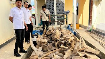 Kakatua hingga Tengkorak Buaya Disita, Pelaku Perdagangan Satwa Ditangkap