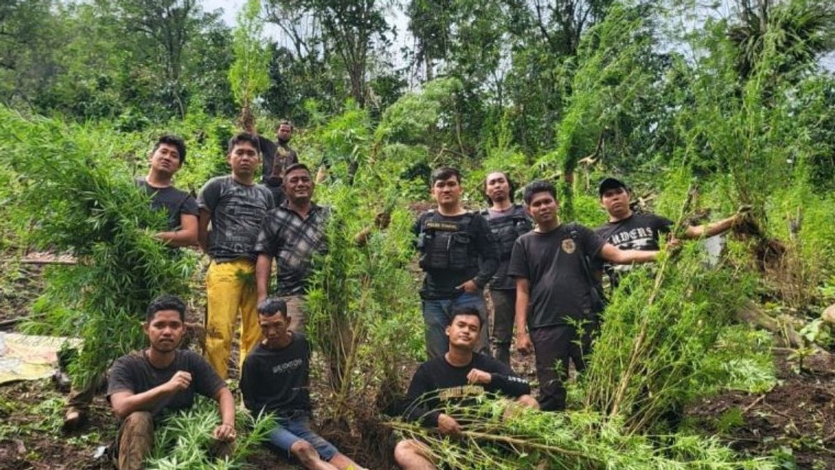 الشرطة تبحث عن مالك 2 هكتار من حقل الماريجوانا في أربعة لاوانج جنوب سومطرة