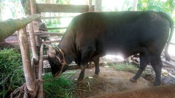 ナトゥナのブリーダーはジョコウィが買った牛を喜ばせます