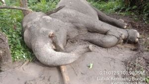 Kasus Gajah Tanpa Gading Kiri Mati Diracun Belum Ada Tersangka, Polda Riau Masih Terus Dalami