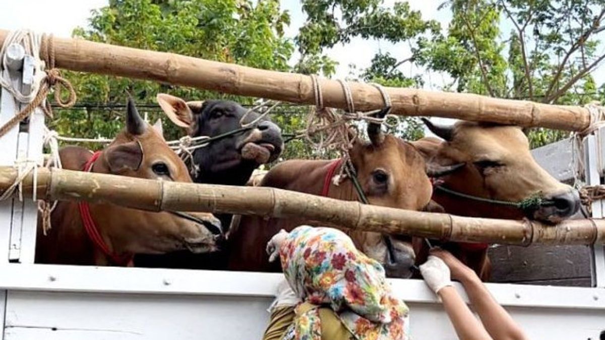 330頭のバリ牛がジャカルタに運ばれ、残りの5頭の牛