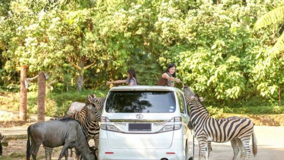 Itinéraire Puncak Impair-pair Entraînant Une Réduction Des Visites Au Safari Park