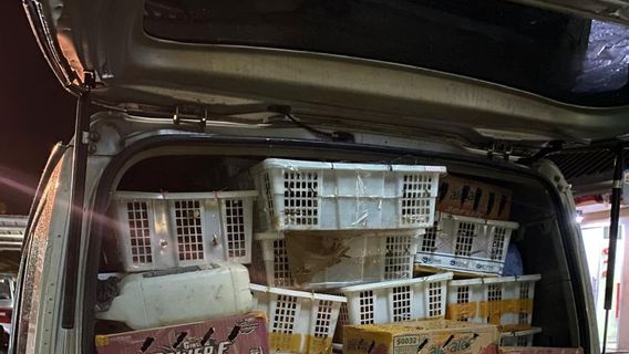 BKSDA And Police Seize 4,355 Rare Birds On The Lampung Bakter Toll Road