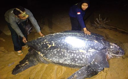 Langka! Penyu Terbesar di Dunia Muncul di Pantai Paloh Mau Bertelur