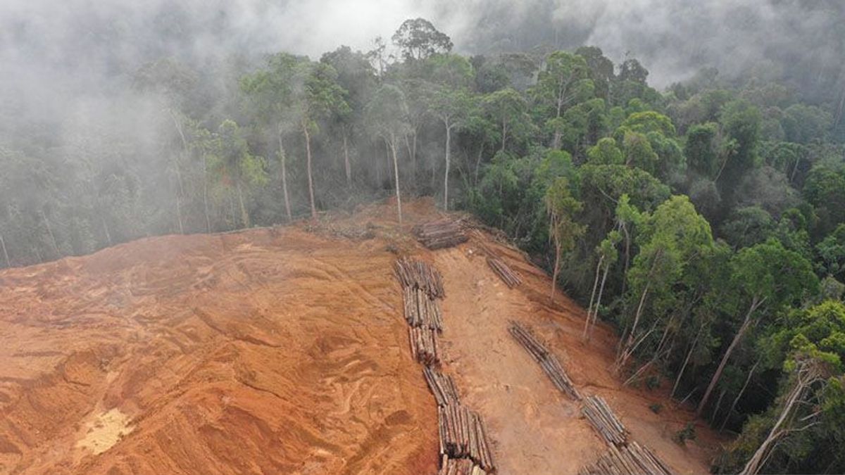 104 千ヘクタールのインドネシアの森林は、2021年から2022年にかけての森林伐採によるものです