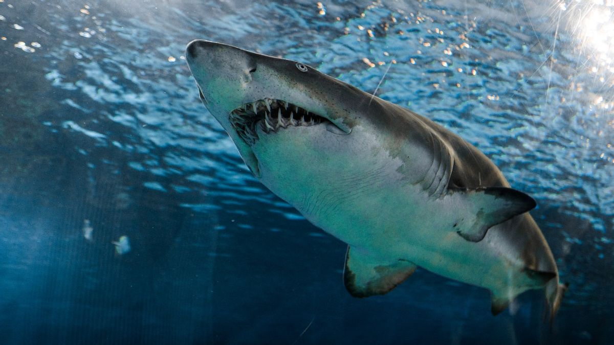 A 16-year-old Girl Died By Sharks In Western Australia