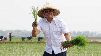ブリン協会のための国家食糧庁とSOEs省は、優れた種子稲作で米の在庫を維持しています