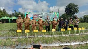 Lima Hektare Lahan untuk budidaya Bawang Merah Disiapkan Pemkab Bangka Tengah 