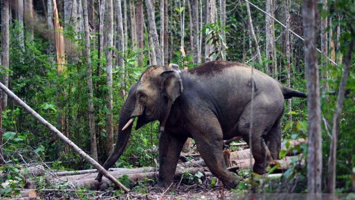 Diduga Terpisah dari Kawanan, Gajah Liar Masuk ke Permukiman Warga Perbatasan 2 Desa di Aceh Jaya