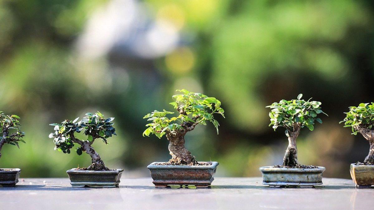 Harga Bonsai Kimeng Termahal Bisa Tembus Rp1 Miliar, Memang Apa Istimewanya?