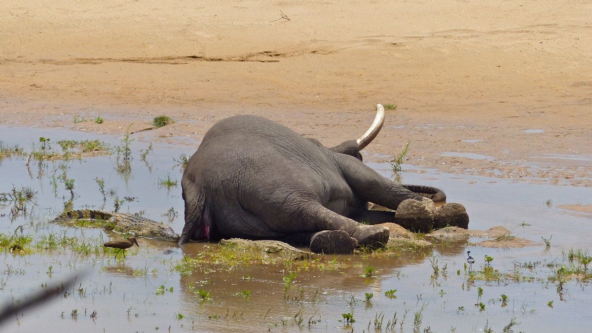 انخفاض مصادر الغذاء والمياه بسبب الجفاف الطويل ، الفيل في جنوب أفريقيا في خطر