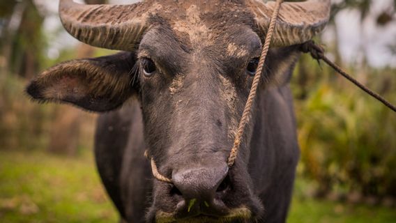 Mengapa Kerbau di Toraja Mahal, Harganya Bisa Tembus Miliaran untuk Jenis Tedong Bonga