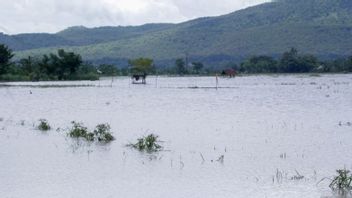 洪水による作物の不作の危機に瀕しているシトゥボンドの数十ヘクタールの農業