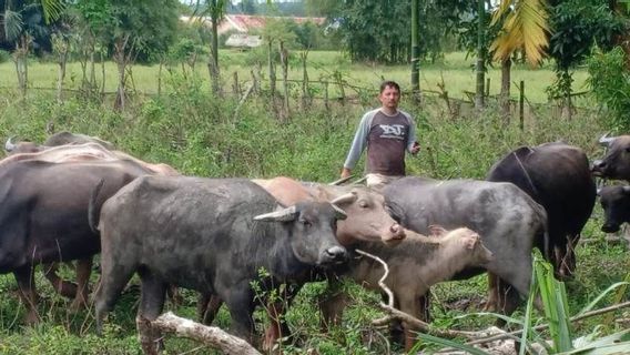 Jelang Iduladha 2022, Tim Pemkab Sumbar Bergerak Periksa Hewan Kurban Cegah PMK