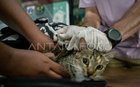 Sebanyak 10 Ribu Hewan Jadi Target Vaksin Rabies di Jakarta Selatan