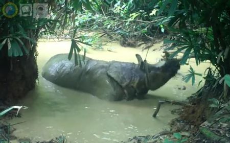 Badak Bernama Musofa Tertangkap Kamera Sedang Berkubang di Taman Nasional Ujung Kulon