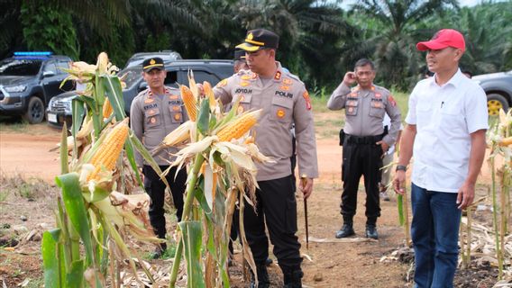 Tinjau Persiapan Panen Raya Jagung, Kapolres Lamandau: Berkontribusi Positif Bagi Daerah dan Masyarakat
