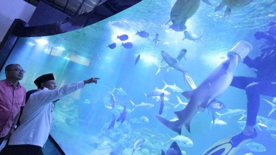 Wagub Jawa Barat Promosi Aquarium Indonesia Pangandaran: Ikannya Besar-besar