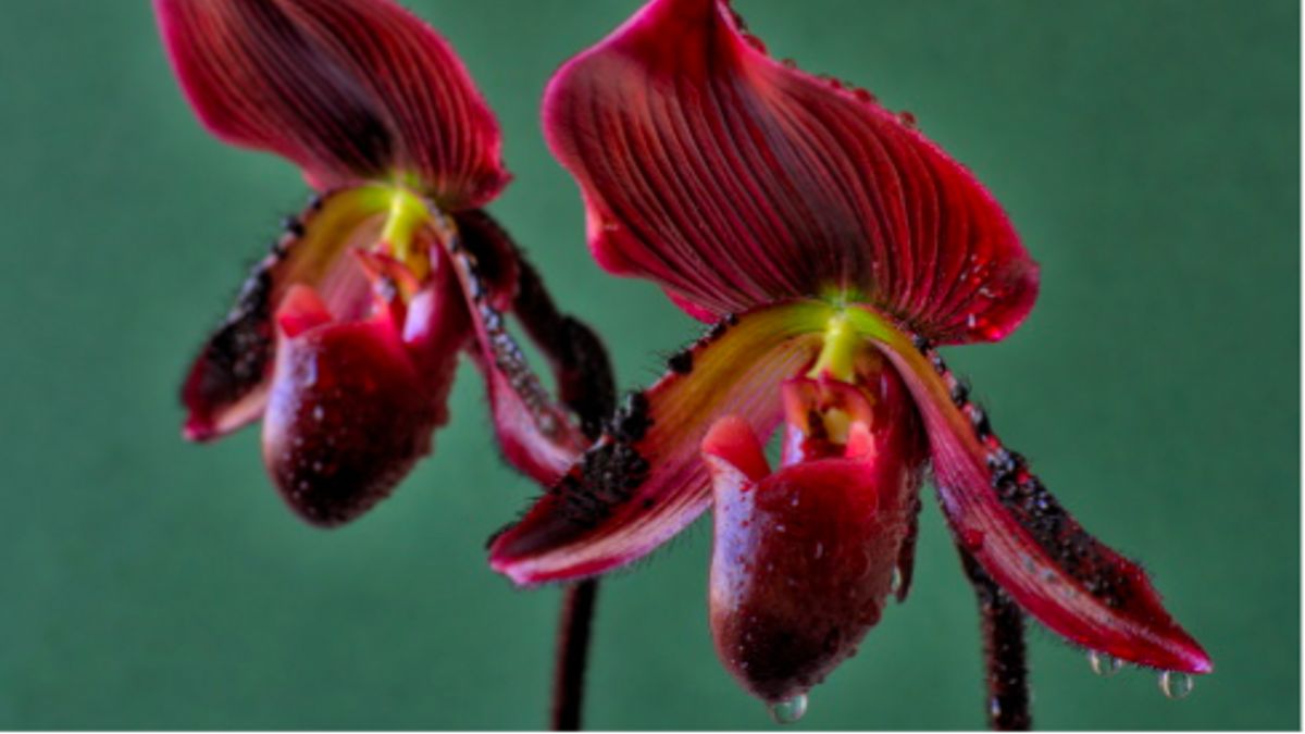 見つけるのが難しい インドネシアのこれらの5つの珍しいタイプの植物