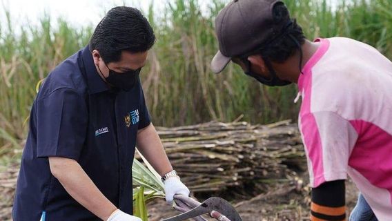Erick Thohir's Promise To Sugarcane Farmers: Report To Me If You Can't Get Quality Seeds, Especially From PTPN