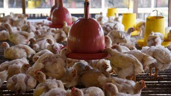 贸易部长祖尔哈斯表示，他的办公室将被农民入侵，因为鸡肉价格暴跌至每人17，000印尼盾，贸易部长Zulhas：我们正在寻找将价格提高到34，000印尼盾的方法