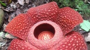 Bunga Langka Rafflesia Arnolisu fleurs parfaitement à Batang Palupuh Agam