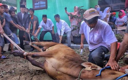 Menhub: Kapal Ternak Tiba di Riau, Pasokan Sapi Untuk Iduladha Aman