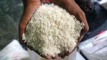 Avant la saison sèche, la production de riz a chuté de 2,47 millions de tonnes