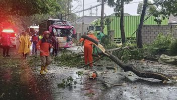 Satu Orang Tewas Tertimpa Pohon Tumbang di Kota Malang
