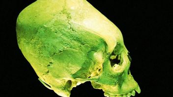 Tengkorak Mirip Alien Viral di Medsos, Berikut Penjelasan Arkeolog