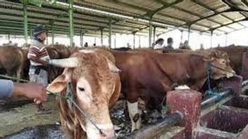 5 Checkpoints Built, Riau Tightens Access For Sacrificial Animals To Anticipate FMD