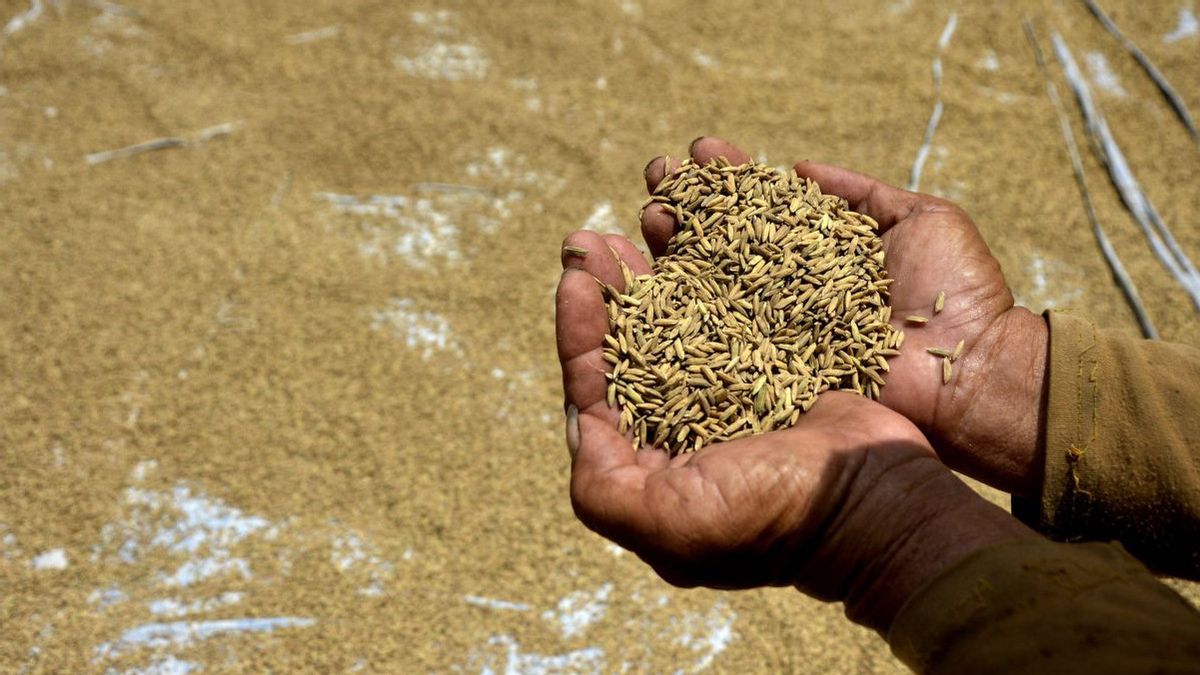 Wilmar Padi Indonesia Denies Monopoly At The Price Of Grain
