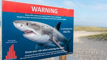 Surfer On Sydney Beach Killed By Shark