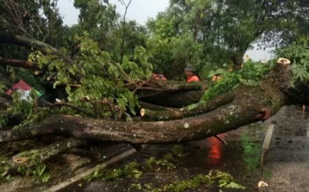 Peralihan ke Musim Hujan Tumbangkan Puluhan Pohon di Surakarta, BPBD Minta Waspadai Bencana Hidrometeorologi