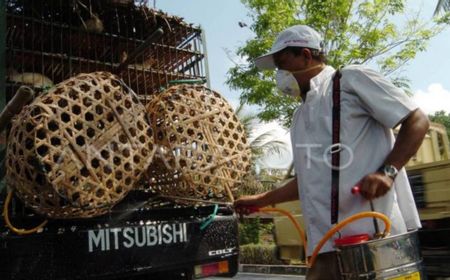 DIY Perketat Lalu Lintas Unggas Cegah Flu Burung Clade Baru