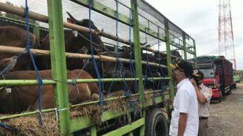 Pengiriman Sapi Sulawesi Selatan ke Kalimantan Normal di Tengah Wabah Penyakit Mulut dan Kuku