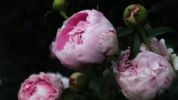 Menanam Bunga Peony di Indonesia, Bisakah? Begini Cara dan Faktanya