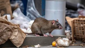 Rainy Season Triggers Hanta Virus Risk, Here are the Prevention Steps