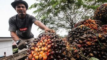 2022年上半年，Anthony Salim的棕榈油公司FFB产量下降18%至505，000吨