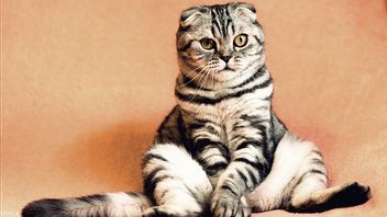 Animal Defender Kecewa Penganiaya Kucing Hanya Divonis Tiga Bulan Penjara karena Sopan